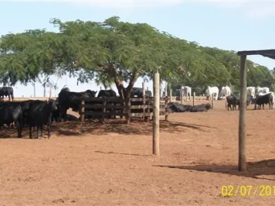 Fazenda — Area Sombra Descanso Gado Nelore Manejo