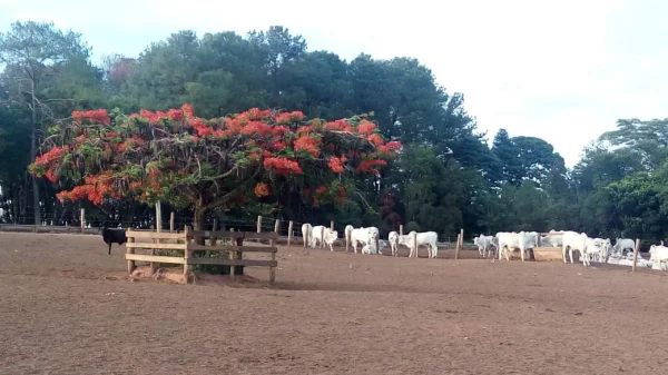 Paisagens — Arvore Florida Vermelha