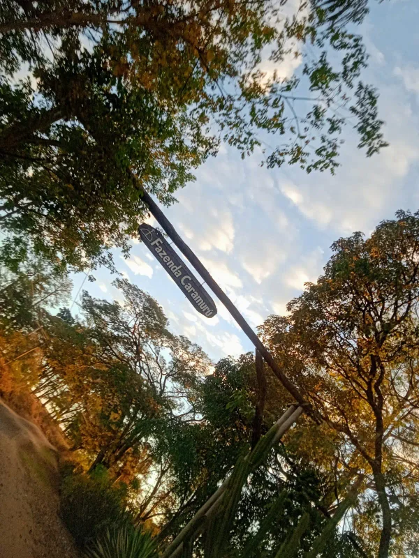 Paisagens — Arvores Luz Do Sol