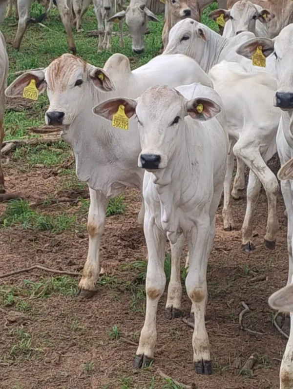 Gado Nelore — Bezerros Nelore 01