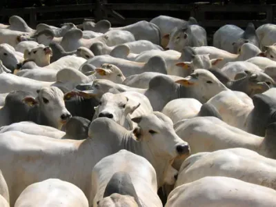 Fazenda — Cabecas Gado Nelore Agrupadas Rebanho