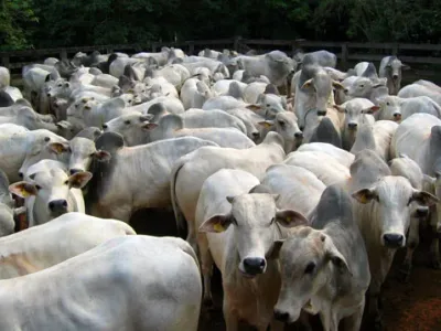 Fazenda — Close Up Gado Nelore Braco Cabecas