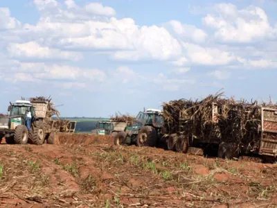 Agricultura — Colheita Mecanizada Cana De Acucar Pilhas