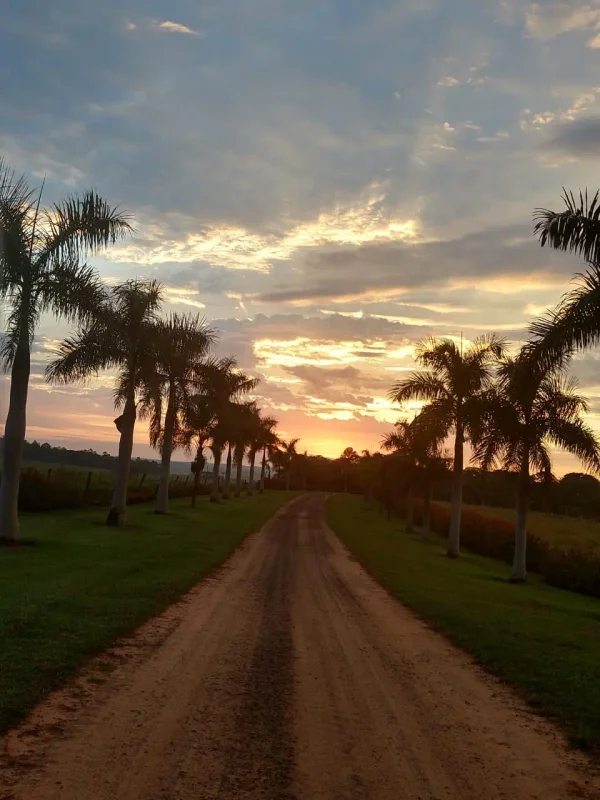 Paisagens — Estrada Palmeiras Pordosol