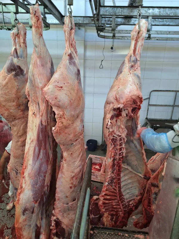 Produção — Frigorifico Carcacas 01