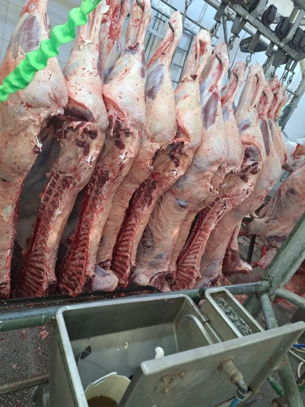 Produção — Frigorifico Carcacas 02