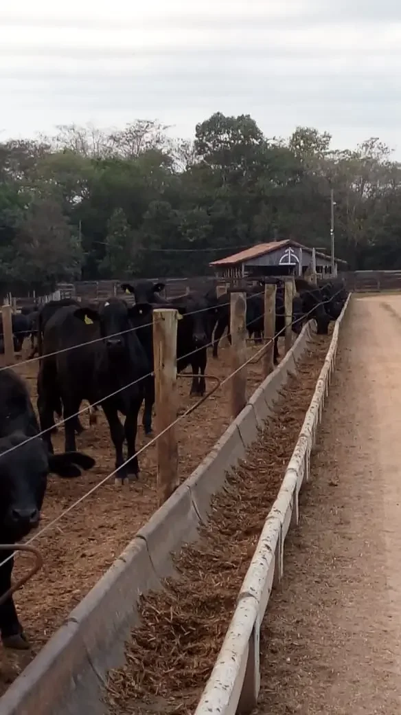Gado Nelore — Gado Cocho Alimentacao