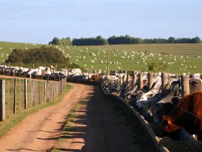 Fazenda — Gado Confinamento Alimentacao Cocho Coberto