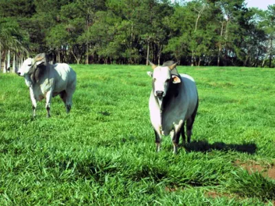 Fazenda — Gado Nelore Correndo Pasto Verde Brasil