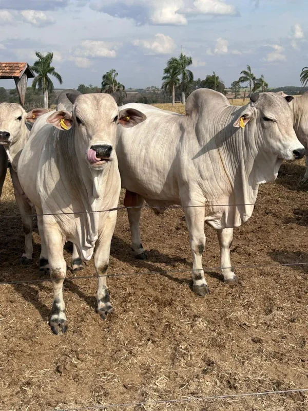 Gado Nelore — Gado Nelore Curral 02