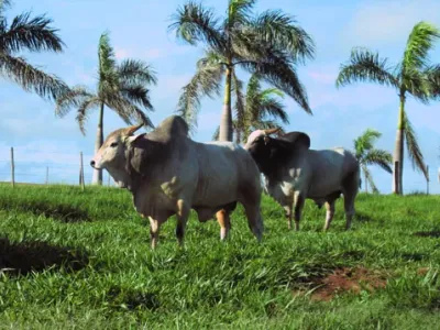 Fazenda — Gado Nelore Pastagem Palmeiras