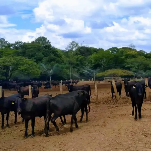 Gado Nelore — Gado Pasto Sombra