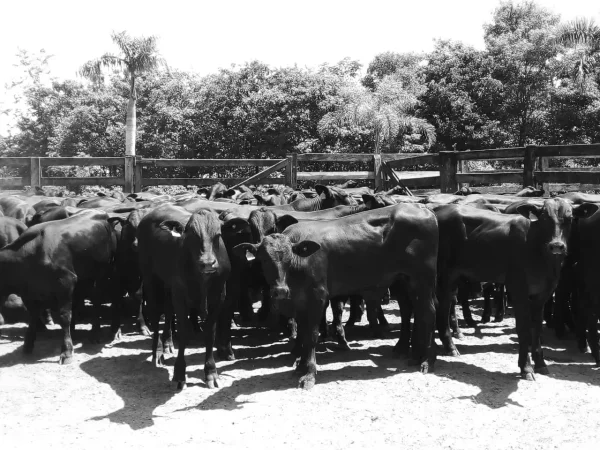 Gado Nelore — Gado Sombra Preto E Branco