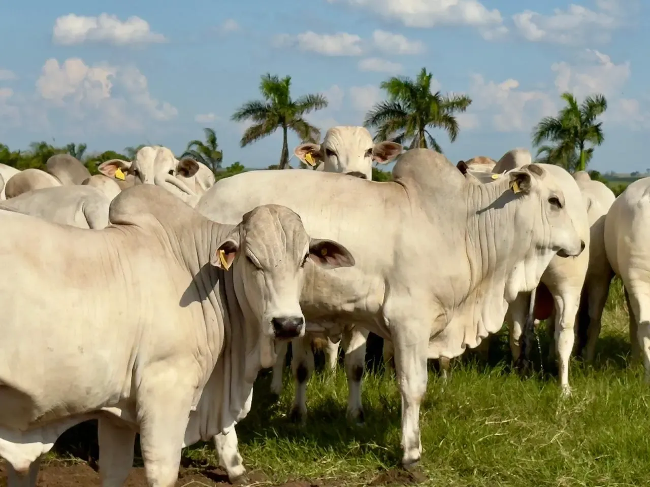 Fazenda Caramuru - Pecuária de excelência