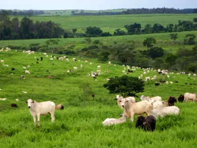 Fazenda — Nelore Pastagem Verde Paisagem Rural