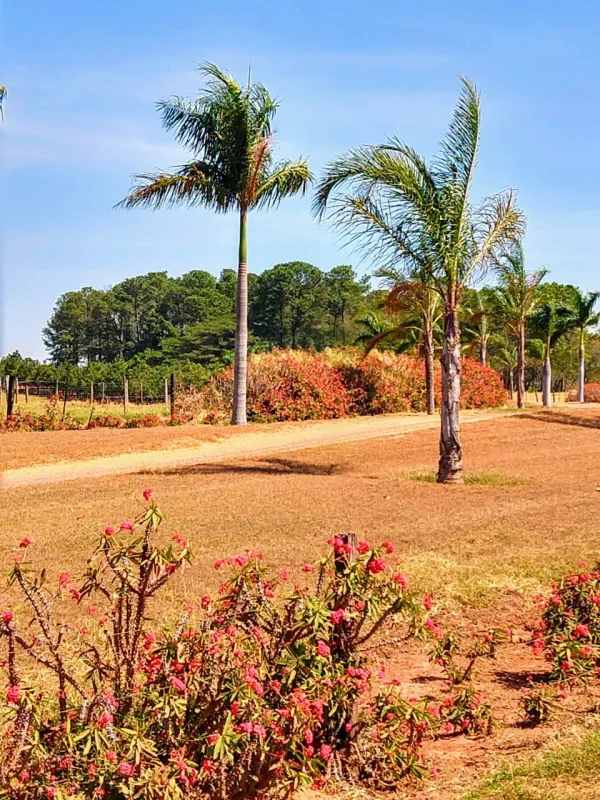Paisagens — Paisagem Palmeiras Ceu Azul