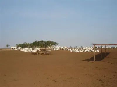 Fazenda — Patio Curral Gado Confinamento Terra Batida