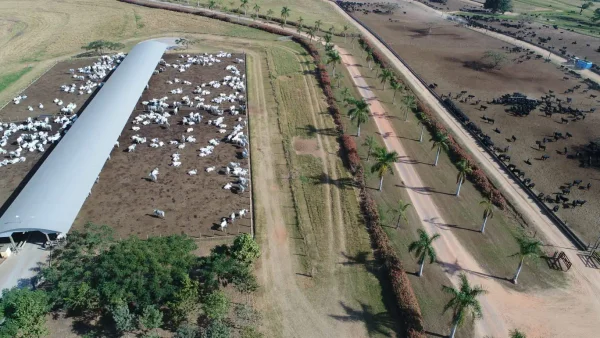 Gado Nelore — Vista Aerea Corredor Gado
