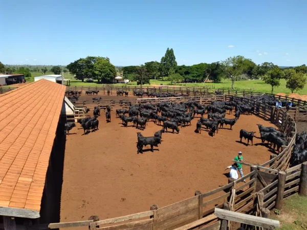 Gado Nelore — Vista Geral Curral Gado