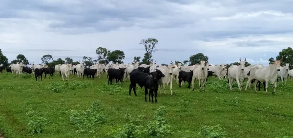 Gado Nelore — Vista Panoramica Pasto Gado