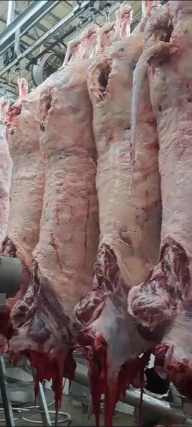 Prévia do vídeo 8
