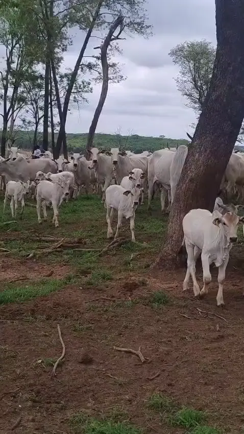 Prévia do vídeo 11