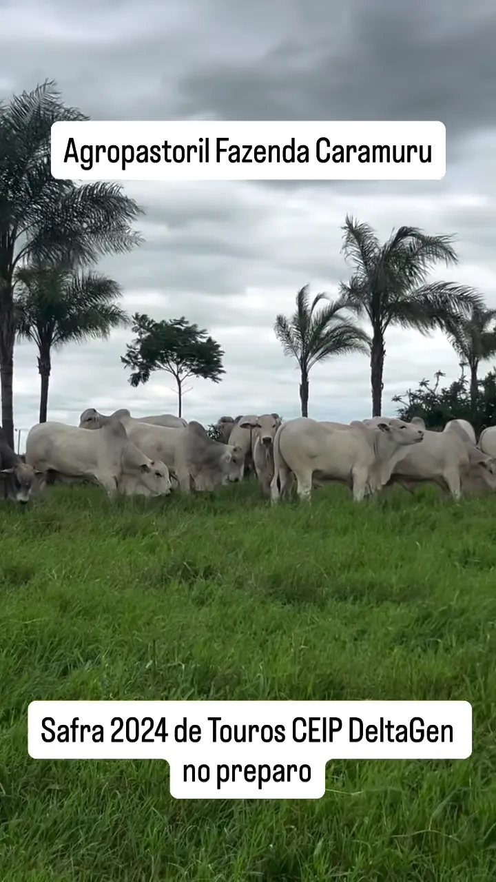 Prévia do vídeo 2